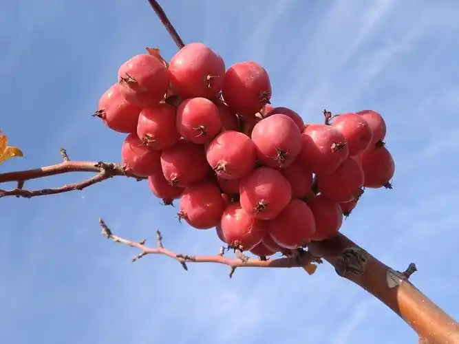 诱人的冬红海棠果
