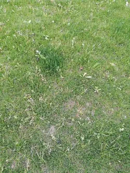 一颗颗青青的小草连成一片,舒展出浑身的力量.