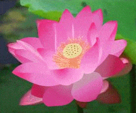 275_230gif 动态图 动图