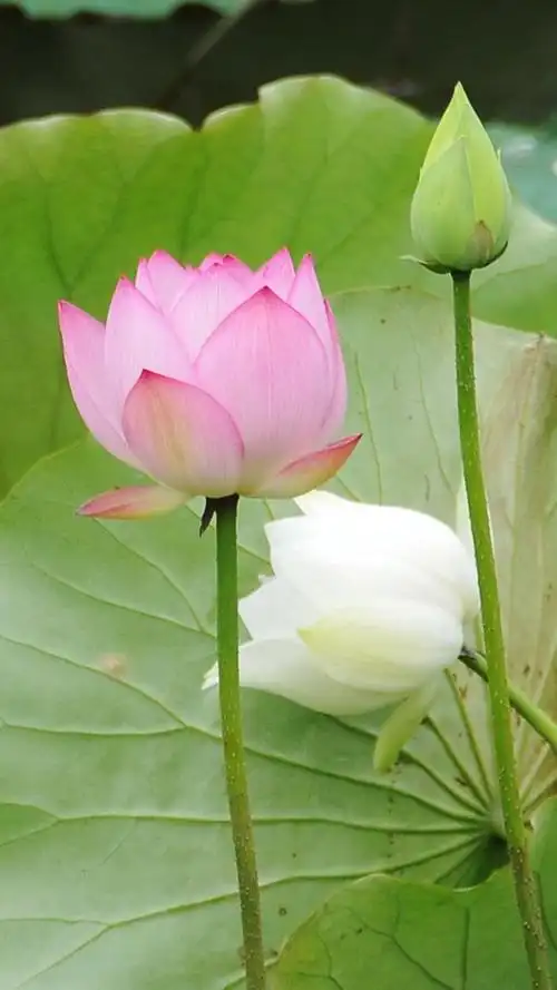 静态的荷花,高清图片,手机锁屏桌面-壁纸族