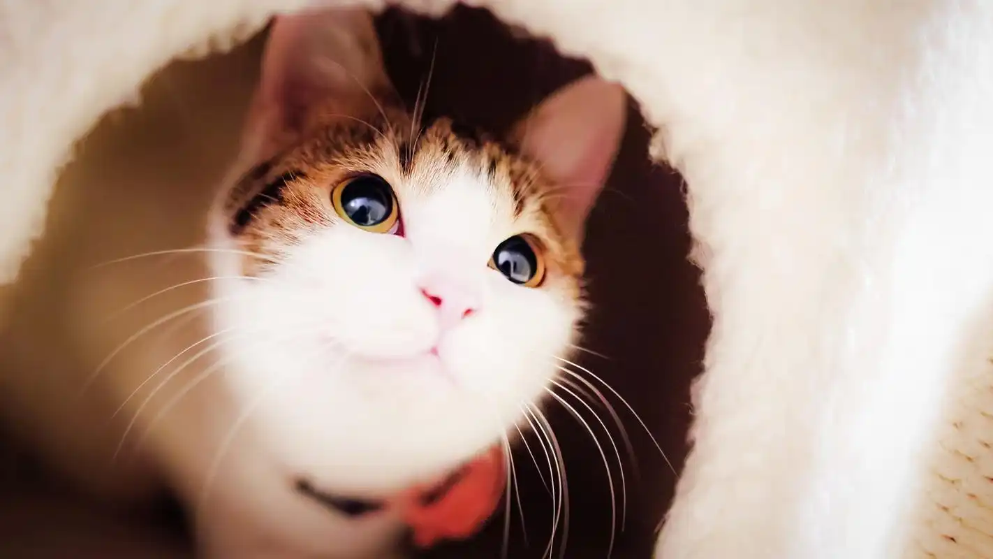 动物壁纸,可爱,喵星人,猫咪,呆萌,壁纸,1920x1080
