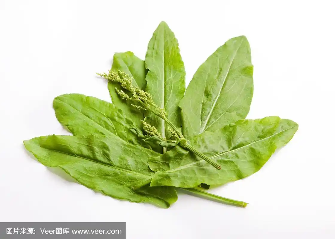 绿色的花园酸模叶与花在白色的背景