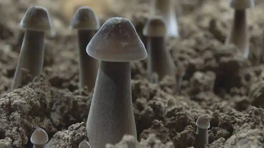 成武黑皮鸡枞菌破土生黄金