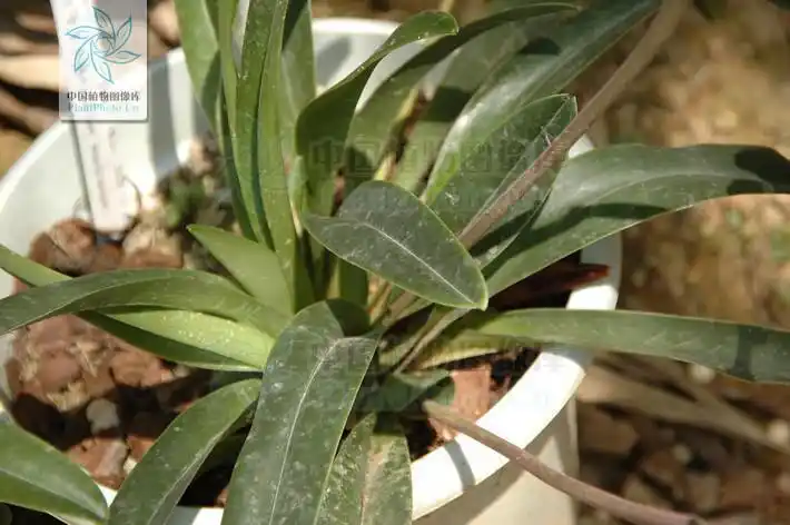 虎斑兜兰(单子叶植物纲兜兰属的植物)_尚可名片