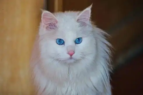 教你买到最纯的波斯猫_大全-幸福起航