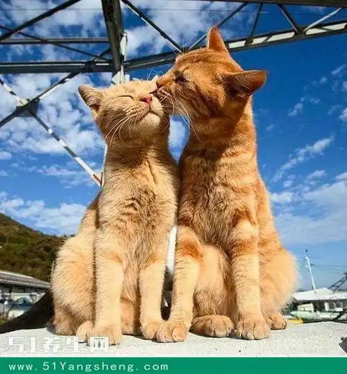 两只大猫咪天天秀恩爱,直到它们的两只小崽子降生,画风突变