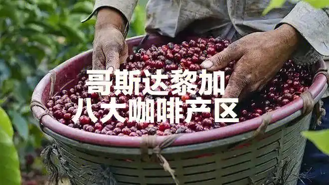 温柔甜美的哥斯达黎加咖啡八大产区各不同