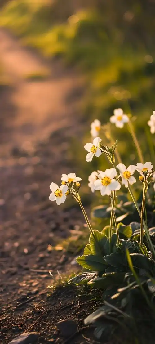 壁纸 花 桌面 1080_2395 竖版 竖屏 手机