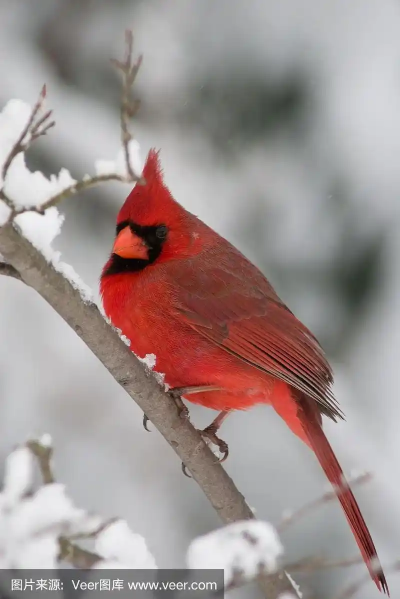 北部的红衣主教