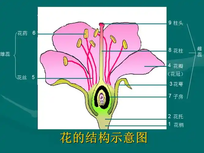 花的结构示意图