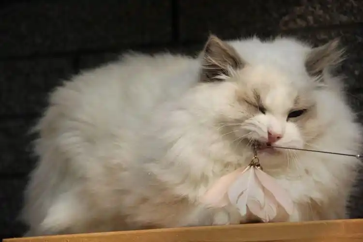 布偶猫的颜值杀