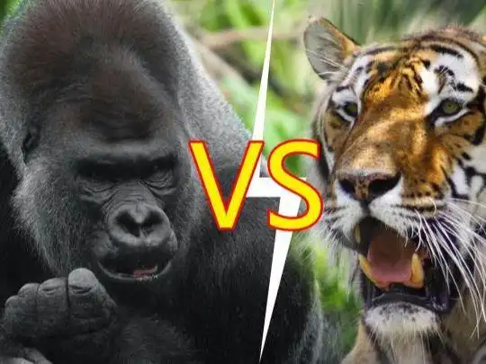 棋逢对手还是送餐上门银背大猩猩和老虎相搏谁能够兵不血刃