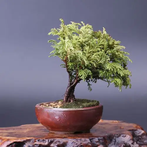 怡景园 日本小品津山桧 微型盆景高档盆栽 实物拍摄仅此一盆