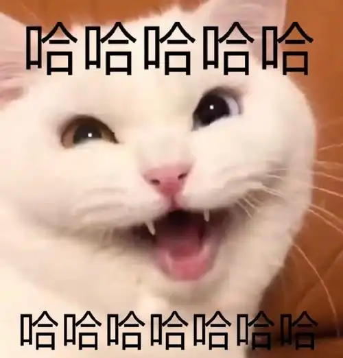 萌宠gif喵星人gif哈哈哈gif开心gif搞怪gif逗gif