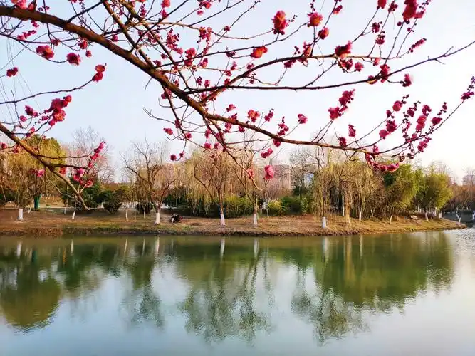 江苏沭阳虞姬生态园一隅