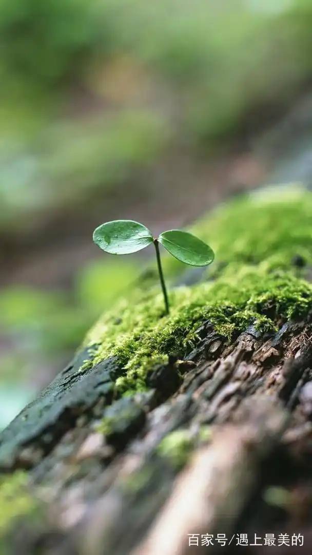 经常用手机或电脑的朋友,唯美,清新,简约的绿色壁纸送给你