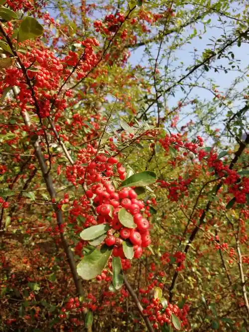 立冬火棘红欲燃 - 美篇