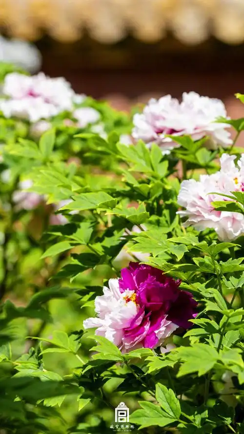 春天故宫牡丹壁纸##故宫牡丹开出错落有致的美