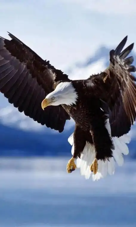 霸气老鹰图片大全大图 - 搜狗图片搜索