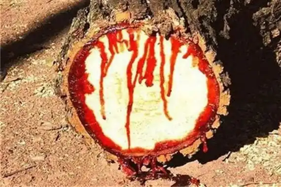 世界上有没有吸血树 吸血树吸人血图片真实 吸血树为什么会吸血