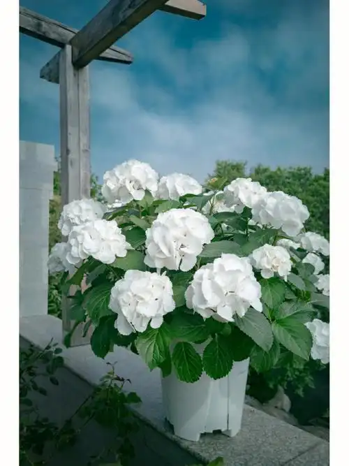 白绣球——雪球,太仙了!!