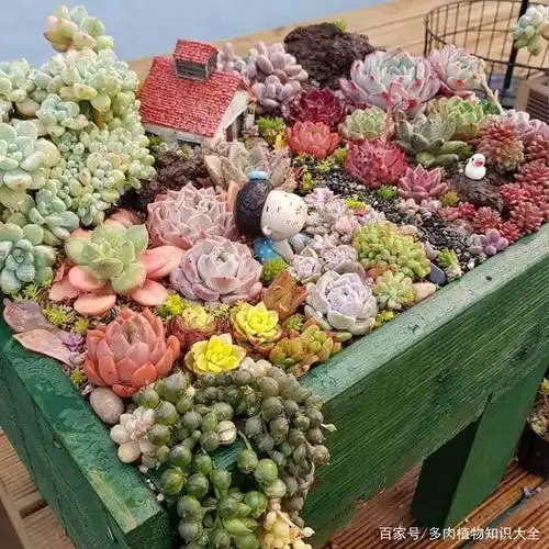 充满趣味的多肉花园,一定是富有童心的人才能设计出来