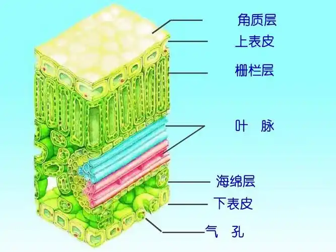 苏教版初中生物七年级上册《植物光合作用的场所》课件ppt