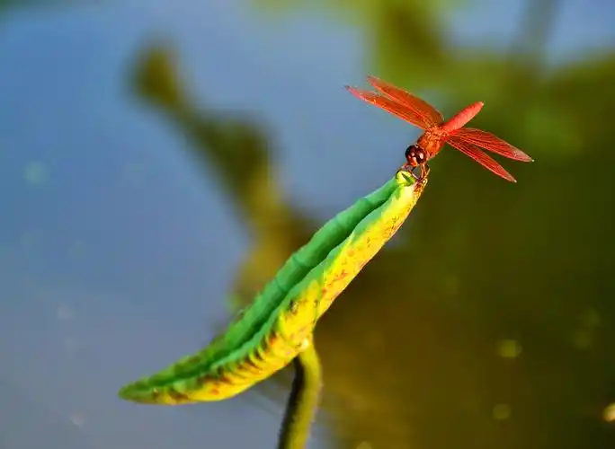 这是在拍荷花的过程中遇到的一只美丽的红蜻蜓.