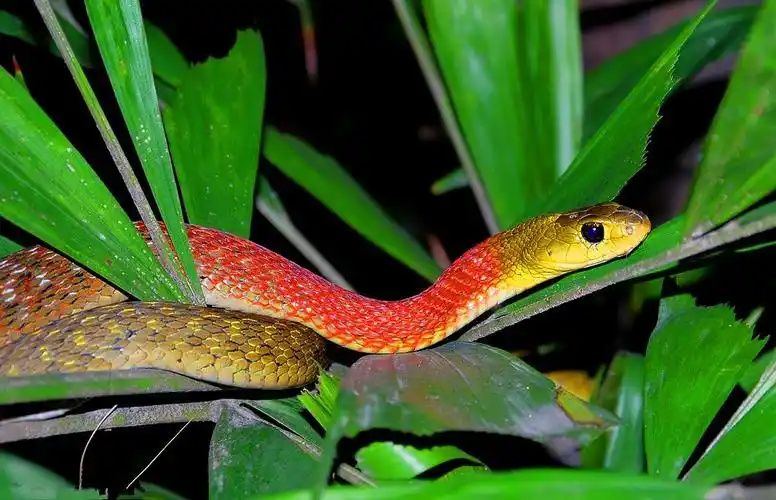 深圳毒蛇,毒蛇图片,中国十大毒蛇图片_深圳金卫士防蛇中心