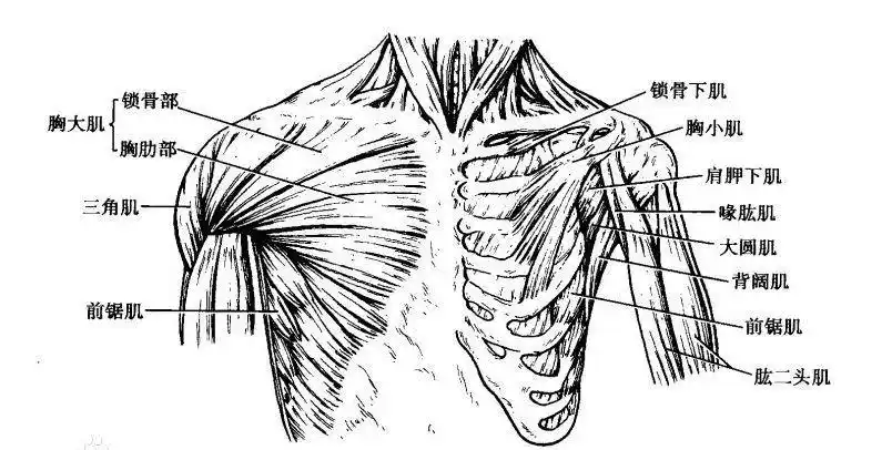 如何让"男朋友"穿衣好看!内附胸肌秘籍.