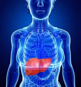 上的肝脏照片与灰色背景女性肝脏矢量插图五颜六色的人体器官与肝脏