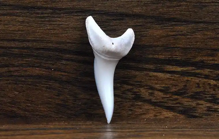 泰国鲨鱼牙齿吊坠男女个性配饰东南亚创意首饰品diy 项坠