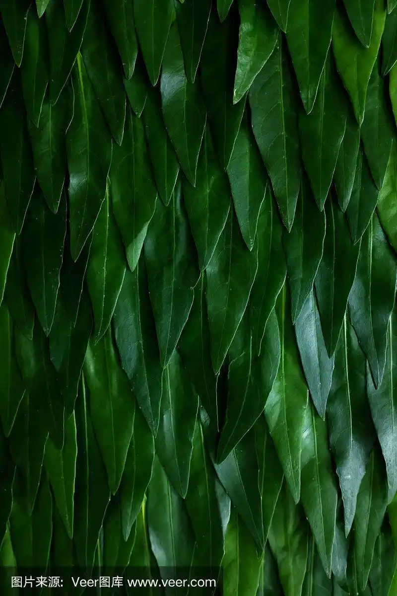 深绿色的叶子背景以凉爽的色调