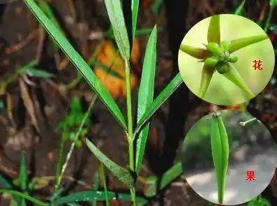 中草药"徐长卿"的名字由来_李世民_牙痛_毒蛇