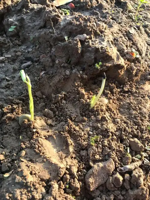 蚕豆生长日记 三年级2班 方靖涵