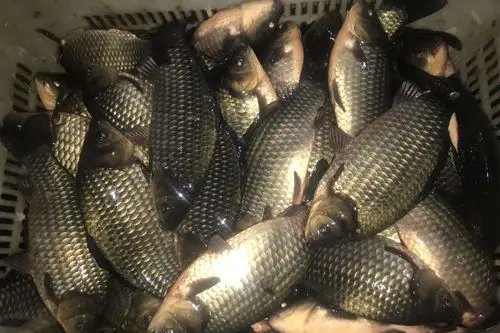 秋天时什么气味最吸引大鲫鱼秋天钓鲫鱼用什么鱼饵最好