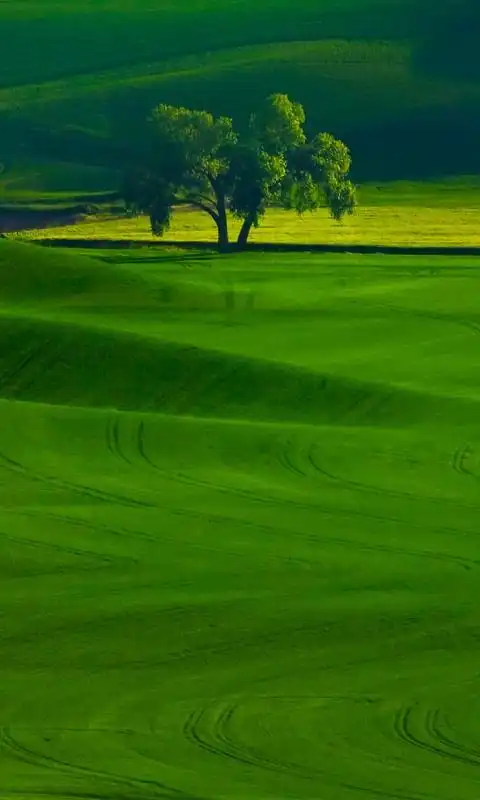 唯美绿色田原手机壁纸(1/1)