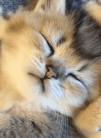 341_469竖版 竖屏gif 动态图 动图