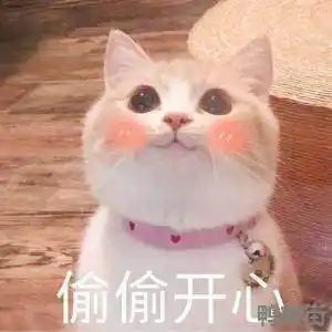 养猫了怎么发朋友圈发朋友圈养猫的句子