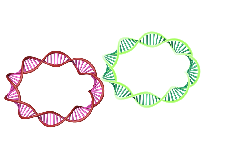 3dmax5分钟画dna质粒
