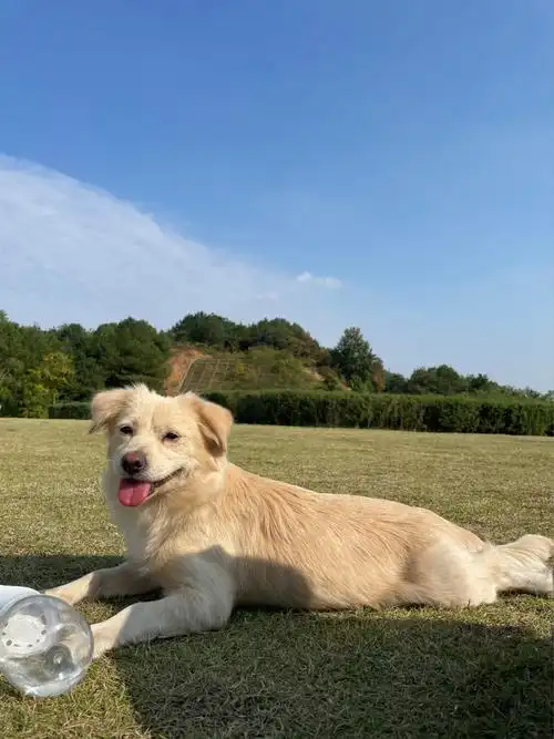 八月底捡到的小狗,一直没有人领养,我都不舍得给它找领养人了,可惜家