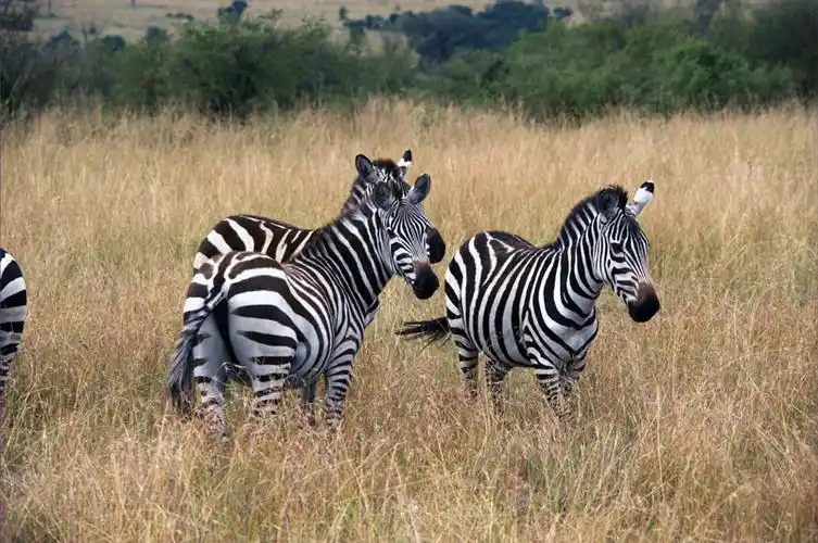 [分享]非洲草原野生动物