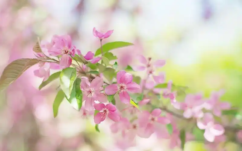 好看的小清新樱花唯美图片桌面壁纸
