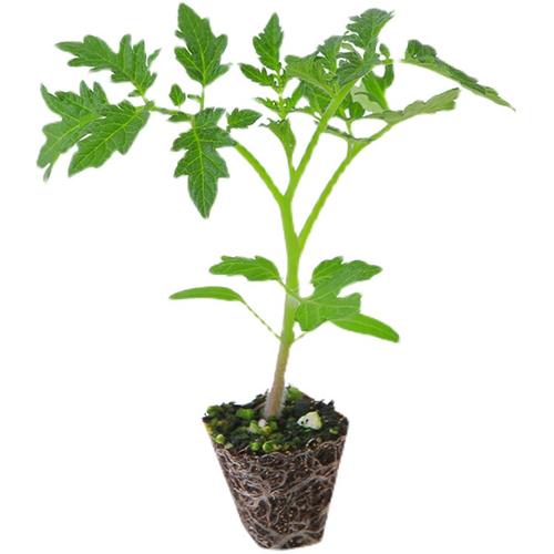 千禧圣女果苗四季小番茄苗秧瀑布西红柿苗孑阳台种植矮生盆栽果苗