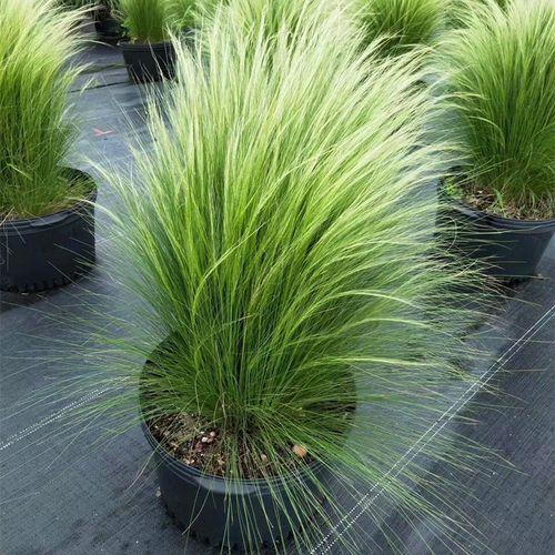 墨西哥羽毛草盆栽细叶针茅苗花镜植物庭院阳台造景绿植多年生好养