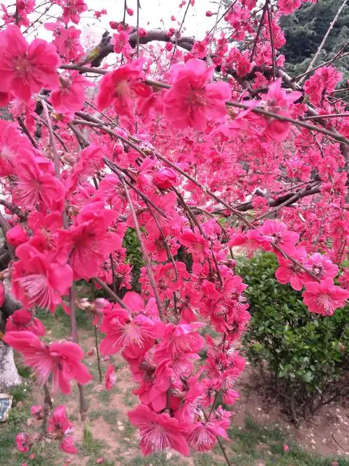 这两年手机拍的风景花草.(副本)