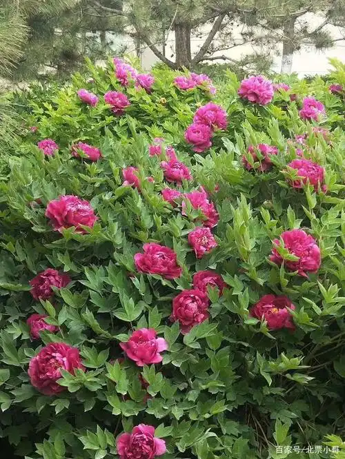 芍药花大且美,单生枝顶因为它开花较迟,故又称为"殿春"