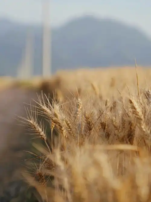 抓紧72农民伯伯留给你拍照的金色麦田不多了