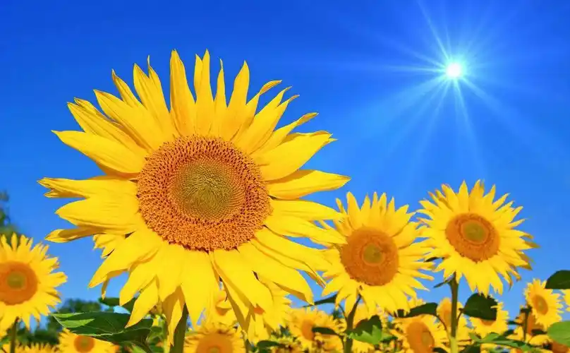 让生活处处充满阳光和希望_张楠_工作_扶贫