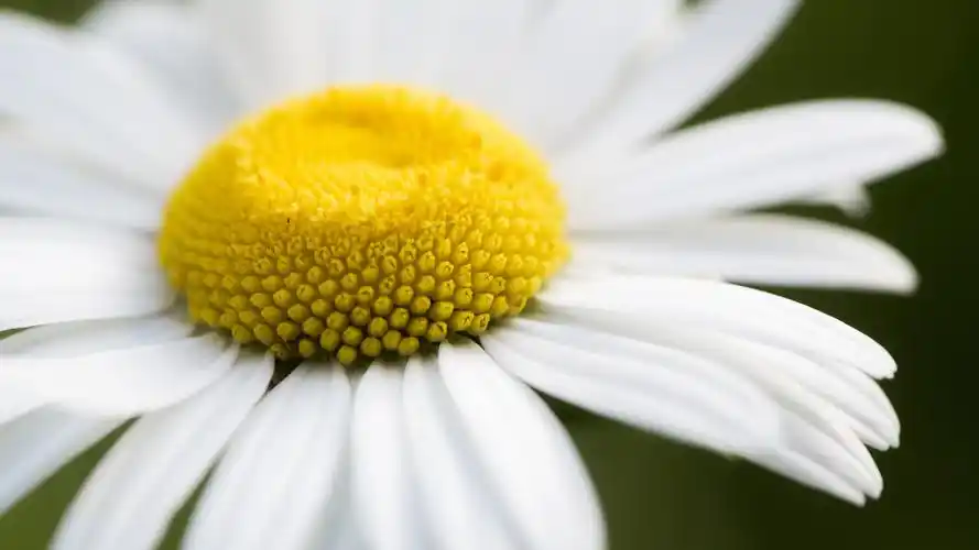 野外白菊花宽屏壁纸_清新淡雅的白菊花